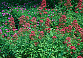 Centranthus ruber (spur flowers)
