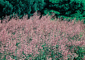 Heuchera (purple bellflower)