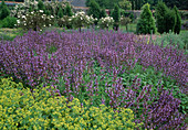 Salvia officinalis (Salbei) und Alchemilla mollis (Frauenmantel)