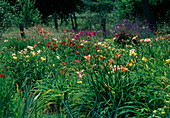 Bed with Hemerocallis (daylilies)