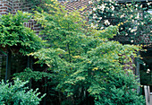 Acer palmatum (Japanischer Fächerahorn) und Rosa (Kletterrose) am Haus