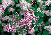 Spiraea japonica 'Little Princess' (Pink dwarf spirea)