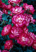 Rosa 'Regine Crespin' (Floribunda), repeat flowering, red with white
