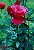 Rosa 'Crepe de Chine' (Teehybride), öfterblühend mit starkem Duft