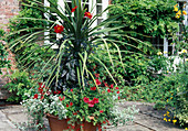 Tub planted with Dracaena (Dragon Tree), Dahlia (Dahlia), Helichrysum petiolare (Structural Plant), Petunia (Petunia), Pelargonium (Geranium) and Lotus (Horn Clover)