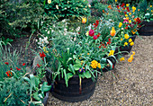 Pot garden with tulips, cheiranthus, primula