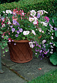 Pot with Petunia, Viola and Fuchsia