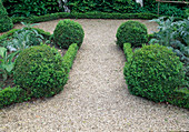 Gravel path between beds with buxus (box), globes and hedges, artichokes (Cynara scolymus)