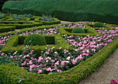 Formal garden with Buxus (box) as spheres and hedges, areas filled with Rosa (roses, bedding roses)