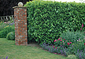 Hedge of Prunus laurocerasus (cherry laurel) separates garden spaces, brick gatepost with ball, bed of Nepeta (catmint) and Rosa (roses)