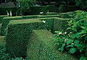 Formaler Garten mit streng geschnittenen Hecken aus Buxus (Buchs), Nischen bepflanzt mit Stauden und Rosa (Rosen)