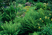 Lawn path through perennial garden with ferns