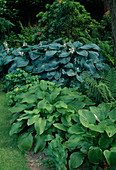 Schattenbeet mit Hosta sieboldiana (Blaublattfunkie) und H. 'Royal Standard' (Lilienfunkie)