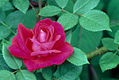 Rosa 'Parole' (Edelrose, Teehybride), öfterblühend mit starkem Duft