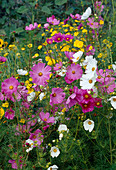 Cosmos bipinnatus (garden cosmos)