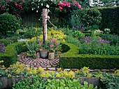 Cottage garden, Alchemilla mollis, Roses, Viola cornuta, Buxus