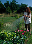Woman watering a bed with chard (Beta vulgaris), broccoli (Brassica) and Godetia (summer azalea)