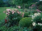 Beet mit Rosa (Rosen), Buxus (Buchs) Kugeln, Clematis recta (Stauden-Waldrebe), Astilbe (Prachtspiere)