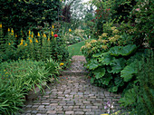 Gartenweg führt zur Rasenfläche, Lysimachia (Goldfelberich), Hydrangea petiolaris (Kletter-Hortensie), Peltiphyllum peltatum (Schildblatt)