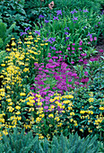 Primula candelabra-Hybriden (Etagenprimeln), iris sibirica (Sibirische Wieseniris) und Rodgersia aesculifolia (Kastanienblättriges Schaublatt)