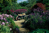 Flowering midsummer beds: Verbena bonariensis (verbena), Monarda (Indian nettle), Phlox (flame flowers), old wooden wheelbarrow