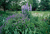 Blue bed with Clematis integrifolia (perennial wood vine), Delphinium (delphinium) and Nepeta (catmint), seating area on the lawn
