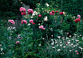 Papaver somniferum (opium poppy), Lychnis coronaria (coneflower) and Rosa (roses)