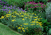 Achillea millefolium 'Moonshine' (Schafgarbe) und Geranium (Storchschnabel)