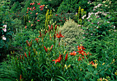 Rosengarten mit Lilium (Lilien), Rosa (Rosen) und Taxus (Säulen-Eiben)