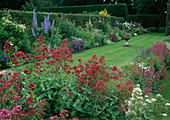 Centranthus ruber 'Albus', 'Coccineus' (white and red spur flower), view of variegated shrub bed and lawn
