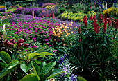 Lush perennial bed with Lupinus (lupines), Geranium (cranesbill), Aquilegia (columbine), Alchemilla mollis (lady's mantle)