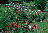 Bunte Rabatte: Monarda (Indianernessel), Delphinium (Rittersporn), Dahlia (Dahlien), Papaver (Klatschmohn), Phlox paniculata (Flammenblumen)