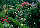 Rose garden with bedding roses, shrub roses and climbing roses, divided with hedges of Buxus (box), Delphinium (delphinium), Stachys (woolly zest)