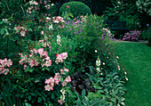 Beet mit Rosa (Rosen), Stachys (Wollziest), Geranium (Storchschnabel), Buxus (Buchs) Kugel