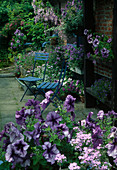 Blue terrace with Petunia 'Blue Daddy' (petunias) and blue chairs