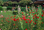 Beet mit Papaver rhoeas (Klatschmohn), Salvia sclarea (Muskatellersalbei), Blick auf Beete und Rosa (Ramblerrosen) an überdachten Lauben