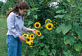 Frau schneidet Helianthus (Sonnenblumen)