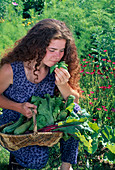 Frau geniesst den Duft von frischem Basilikum (Ocimum basilicum), Korb mit Salat (Lactuca), Zucchini (Cucurbita pepo) und rote Bete (Beta vulgaris)