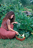Woman harvesting different kinds of courgettes (Cucurbita pepo)