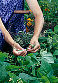 Woman picking bush beans (Phaseolus) in bed