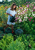 Girl watering ornamental cabbage (Brassica) between carrots, carrots (Daucus carota), fennel (Foeniculum), Cosmos (Jewelweed) and Anthemis (Chamomile)
