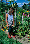 Mädchen giesst Tomaten (Lycopersicon) im Beet