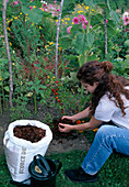 MULCHEN : Frau Verteilt Rindenmulch um Tomatenpflanzen (LYCOPERSICON)