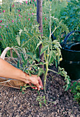 Removing stingy shoots from tomatoes