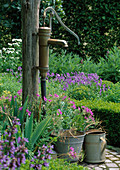 Schwengelpumpe, Eimer und Giesskanne, Geranium (Storchschnabel) und Buxus (Buchs)