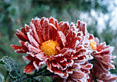 Chrysanthemum mit Raureif
