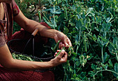 Frau pflückt Erbsen (Pisum sativum) im Beet