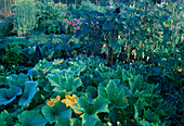 Entwicklung eines Gemüsegartens : Kürbis (Cucurbita), Helianthus (Sonnenblumen), Auberginen und Artischocken