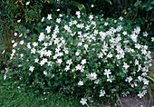 Geranium sanguineum 'Album' (White Cranesbill)