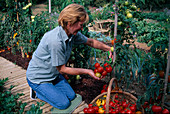 Frau pflückt Tomaten (Lycopersicon) im Beet